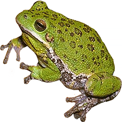 Barking Tree Frog